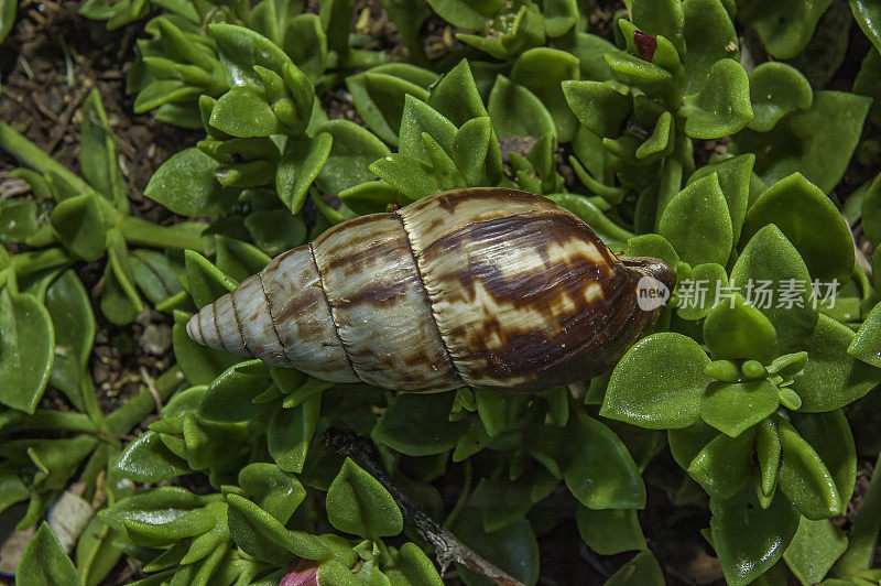 丽沙螺(lisachatina fulica)是一种大型陆螺，隶属于丽沙螺科(Achatinidae)的丽沙螺亚科。它也被称为巨型非洲蜗牛或巨型东非蜗牛。纳库鲁湖国家公园，肯尼亚。